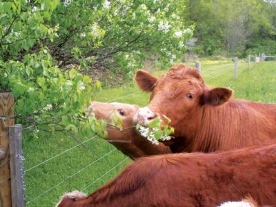 New York Produce: Local Food Knocking At the Door Image